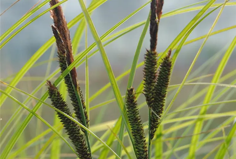 Carex acuta Carex acuta