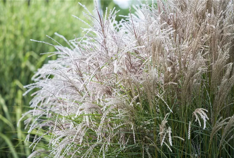 Miscanthus sinensis Miscanthus sinensis