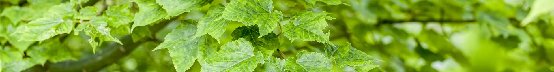 Acer davidii 'Purple Bark' Acer davidii 'Purple Bark'