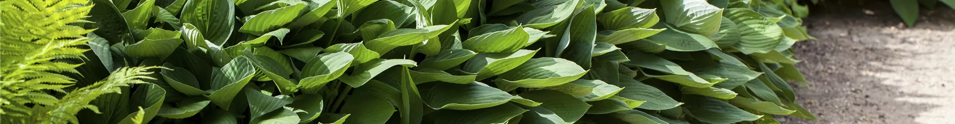 Hosta Hosta
