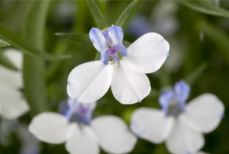 Lobelia erinus 'Richardii'