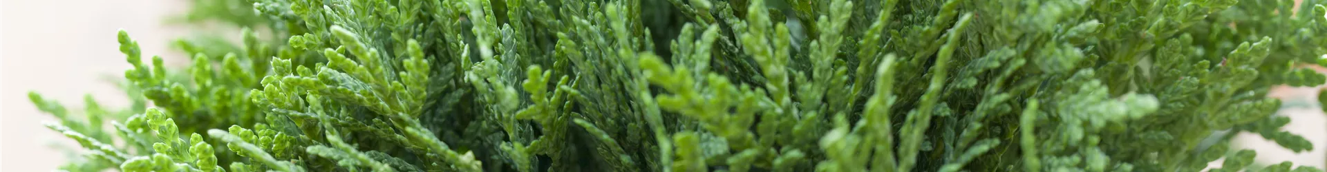 Thuja occidentalis 'Danica'