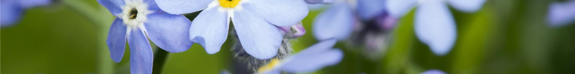 Myosotis sylvatica, blau Myosotis sylvatica, blau