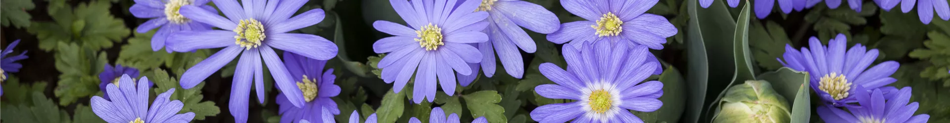 Anemone blanda Anemone blanda