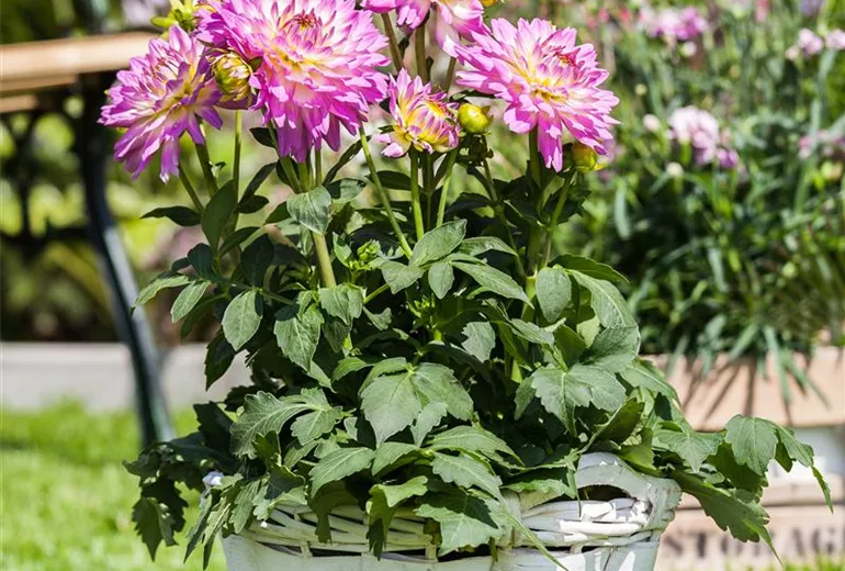 Dahlia Dekorativ Dahlia Dekorativ