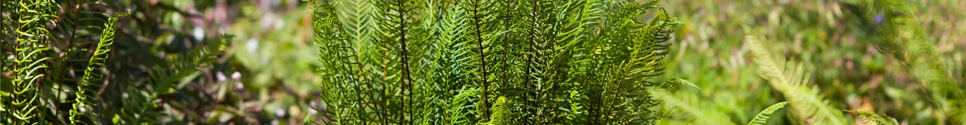 Blechnum spicant Blechnum spicant