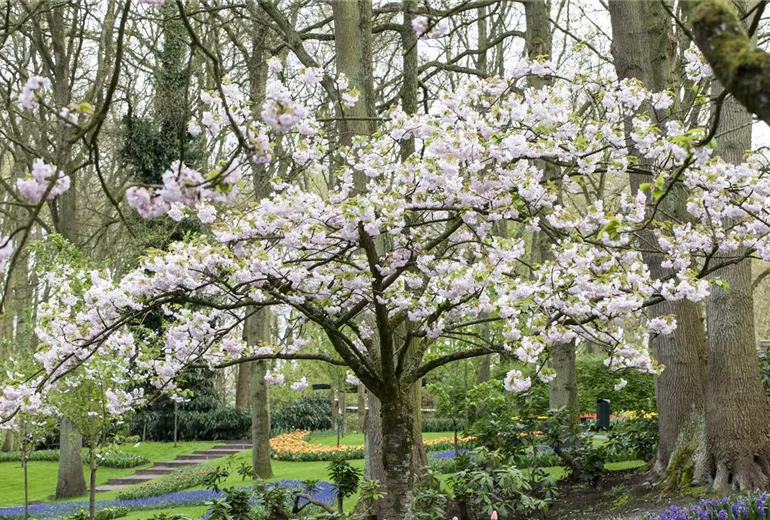 Prunus serrulata 'Beni-Yutaka'
