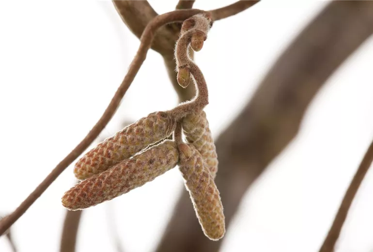 Corylus avellana