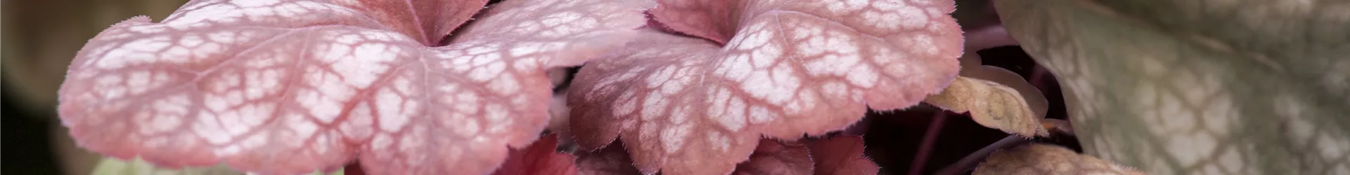 Heuchera 'Amber Lady' Heuchera 'Amber Lady'