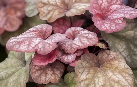 Das Purpurglöckchen – eine Kämpfernatur im Staudenbeet Das Purpurglöckchen – eine Kämpfernatur im Staudenbeet