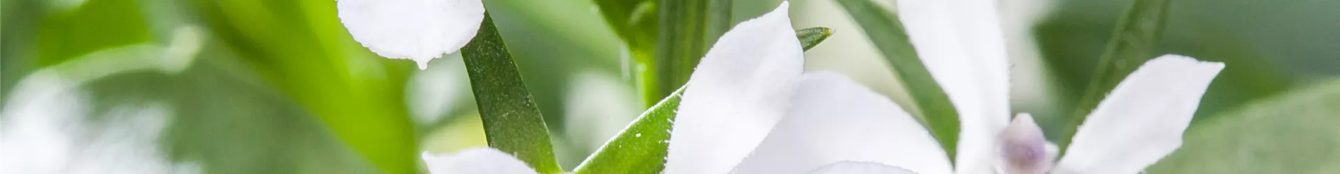 Lobelia erinus, weiß