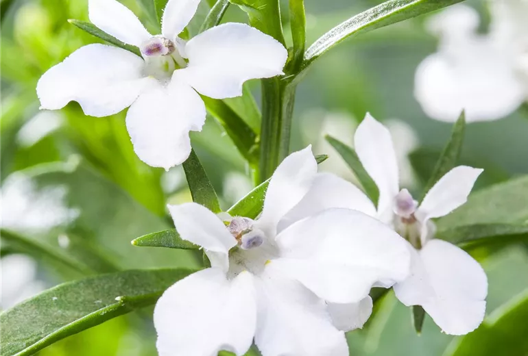 Lobelia erinus, weiß