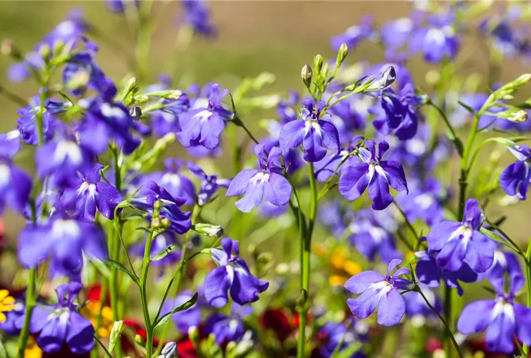 Lobelia erinus, blau