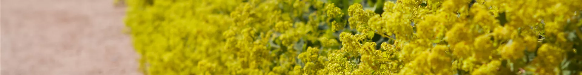 Alchemilla xanthochlora