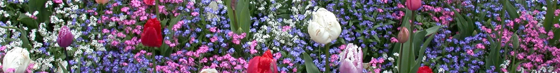 Myosotis sylvatica, Tulipa