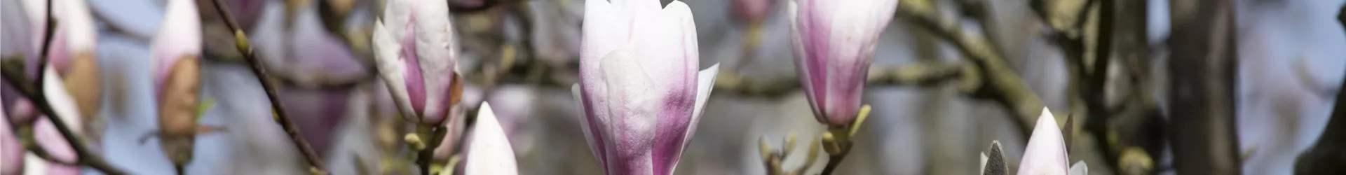 Magnolia x soulangiana 'Heaven Scent' Magnolia x soulangiana 'Heaven Scent'