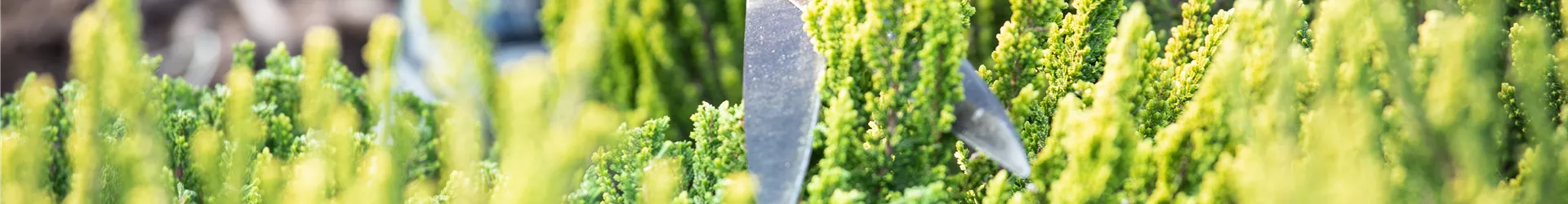 Calluna Vulgaris 'Zipi'