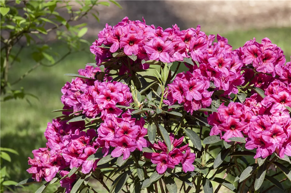rhododendron shop Rosebay Rhododendron, Rhododendron maximum