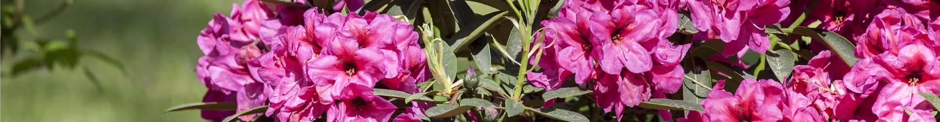 Rhododendron Rhododendron