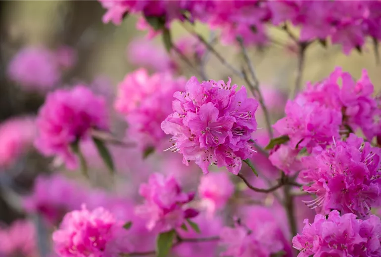 Rhododendron dauricum 'Boskoop Ostara' Rhododendron dauricum 'Boskoop Ostara'