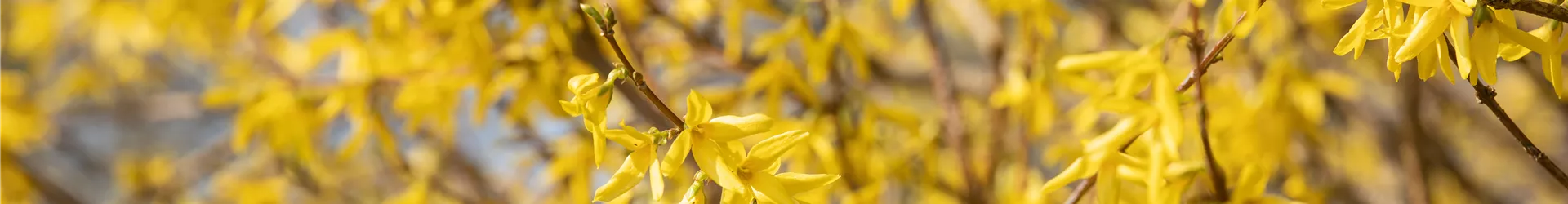 Forsythia x intermedia Forsythia x intermedia