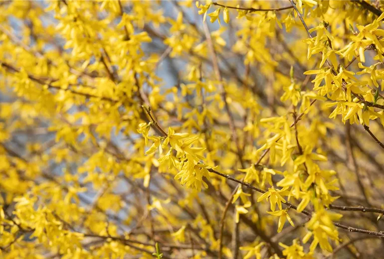 Forsythia x intermedia Forsythia x intermedia