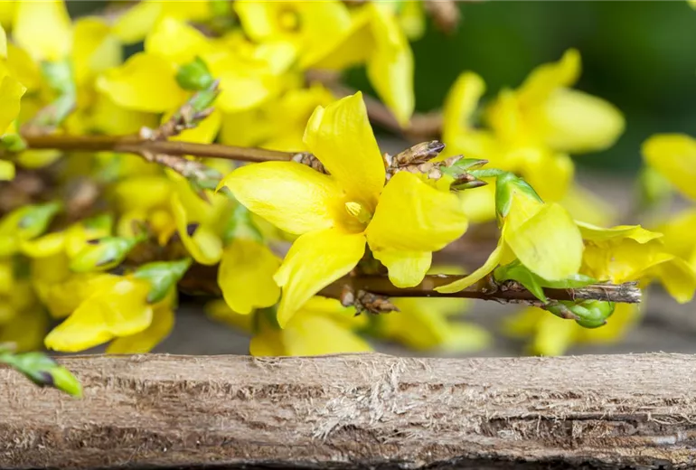 Forsythia x intermedia Forsythia x intermedia