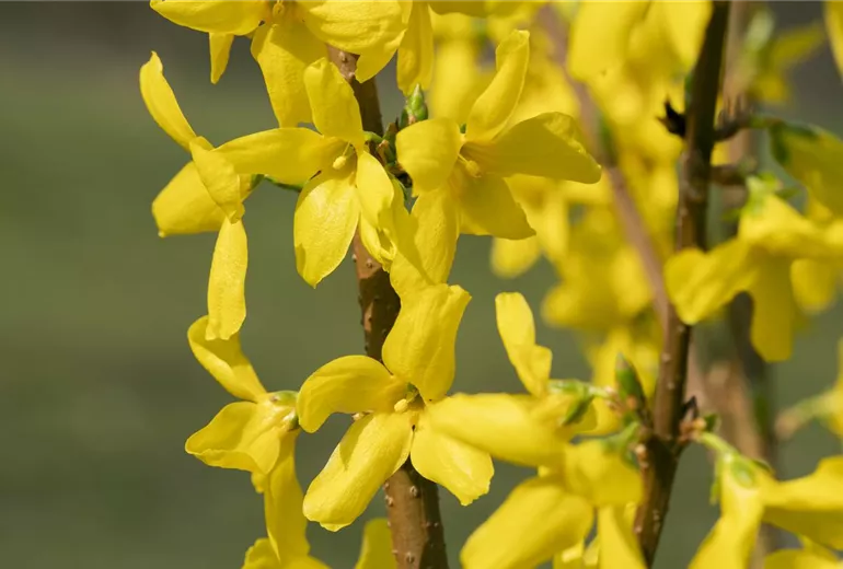 Forsythia x intermedia 'Lynwood' Forsythia x intermedia 'Lynwood'
