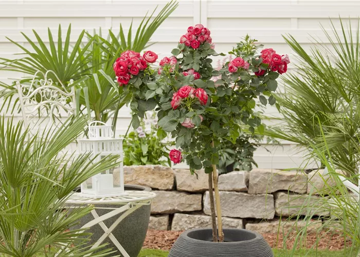 Raus aus dem Winterquartier - Frische Frühlingsluft für Kübelpflanzen