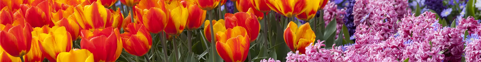 Buntes Zwiebelblumenbeet Buntes Zwiebelblumenbeet