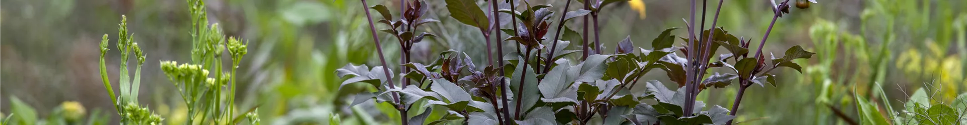 Dahlia 'Bishop of York'