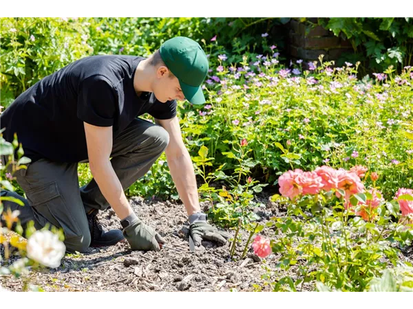 Verkäufer / Gärtner (m/w/d) mit Erfahrung im Endverkauf von Baumschulpflanzen