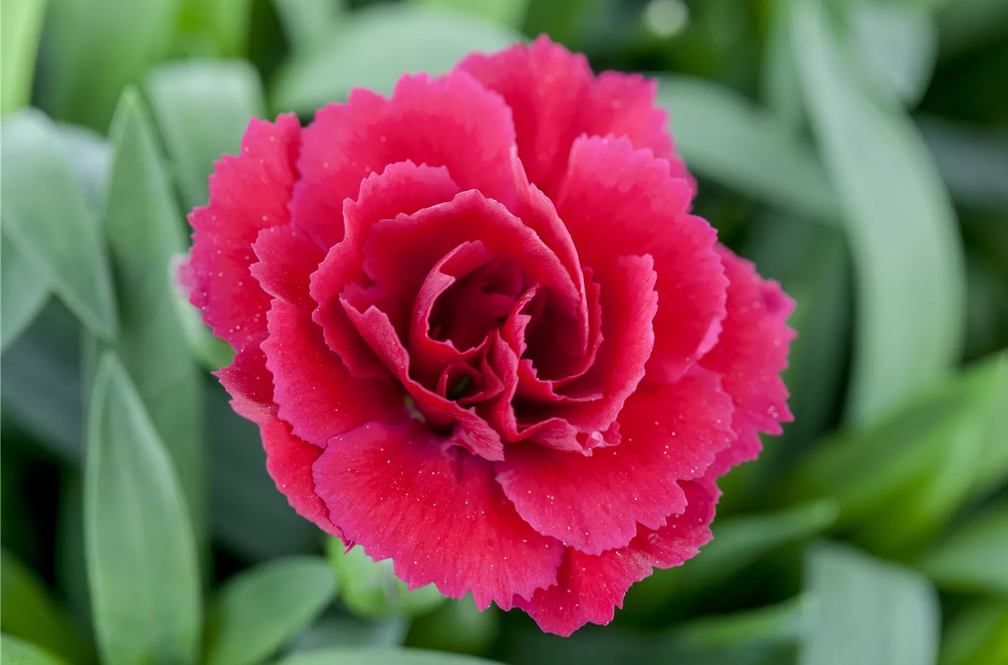 Der 1. Mai – was hat er mit Pflanzen und Blumen zu tun?