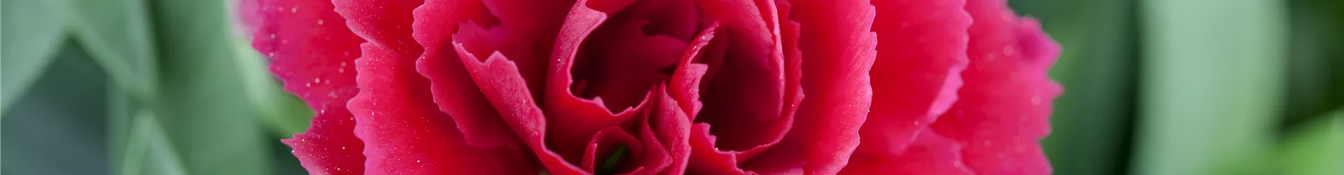 Dianthus caryophyllus