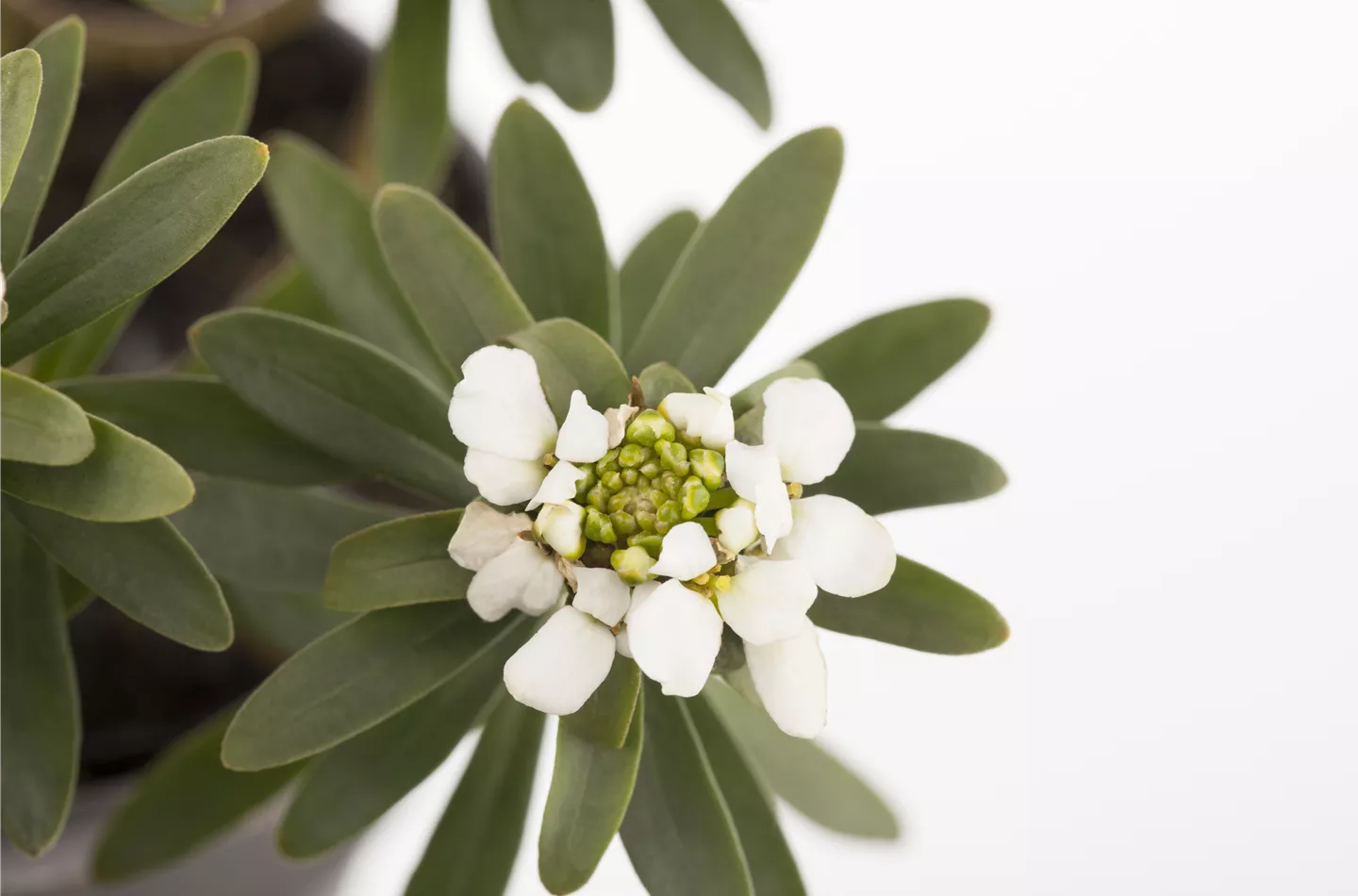 Die Schleifenblume – ein wahres Mauerblümchen