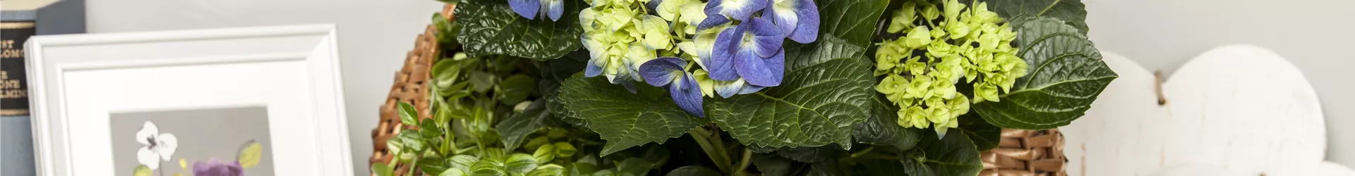 Hydrangea macrophylla