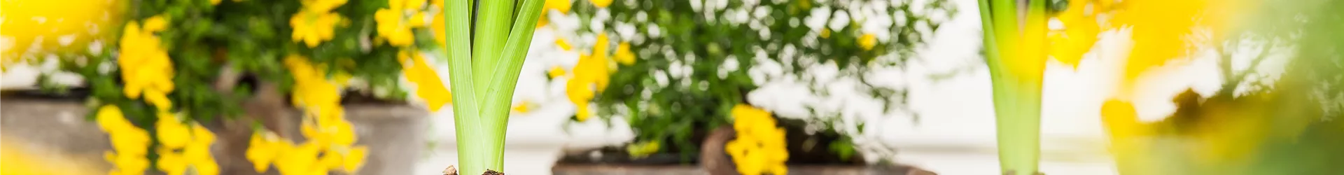 Hyacinthus orientalis Hyacinthus orientalis