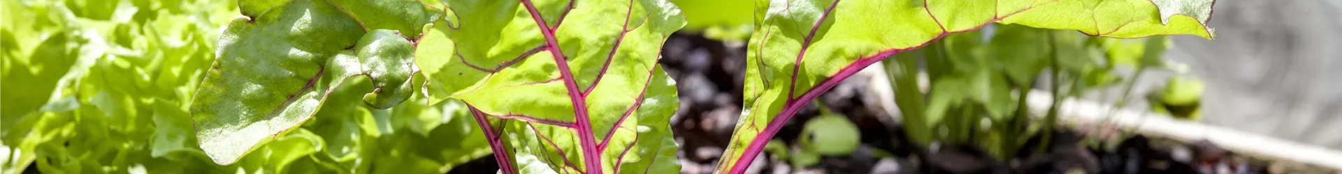Beta vulgaris var. cicla