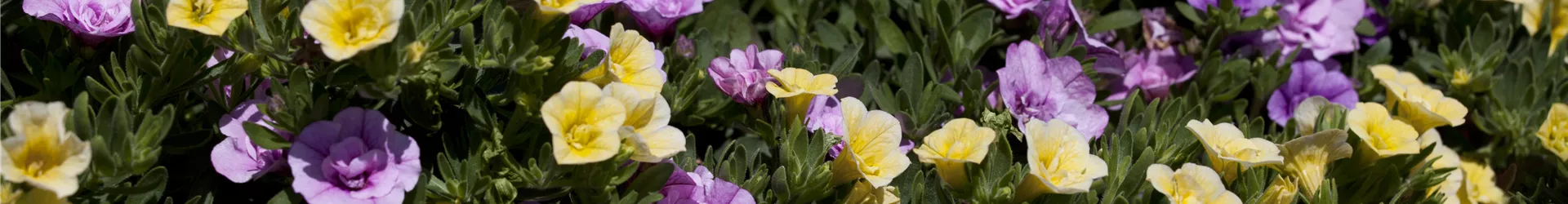 Calibrachoa