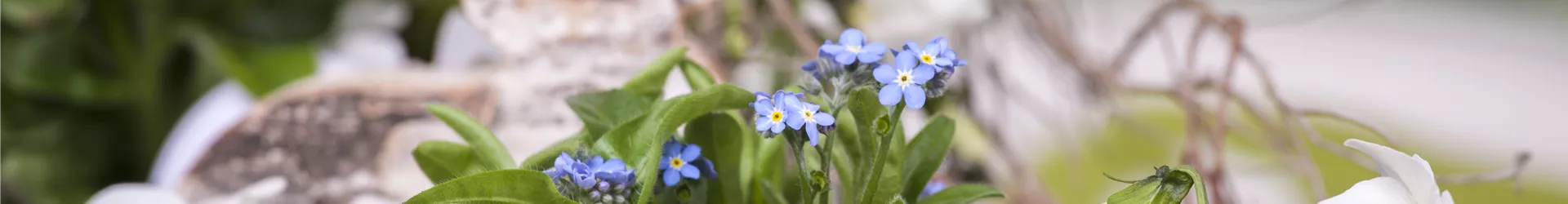 Myosotis sylvatica