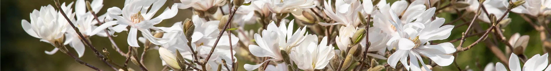 Magnolia stellata 'Royal Star'