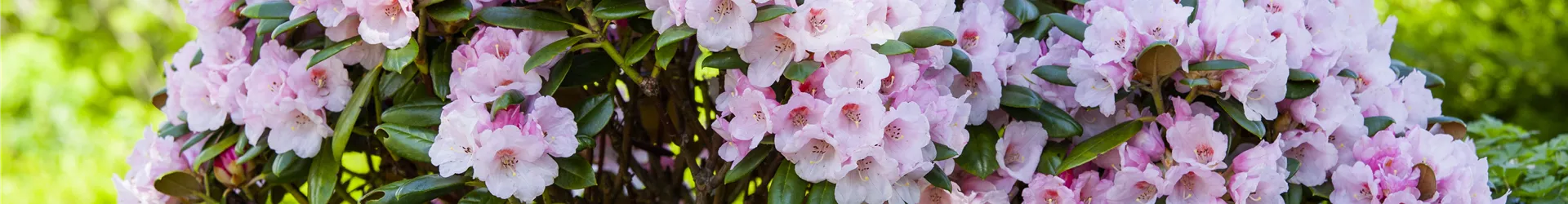 Rhododendron yakushimanum Rhododendron yakushimanum