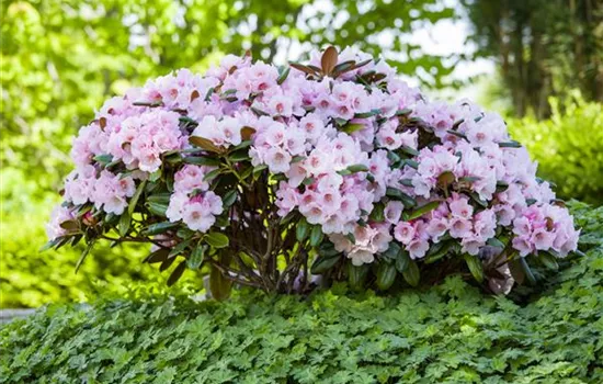 Der Rhododendron – der Strauch mit den prächtigen Blüten Der Rhododendron – der Strauch mit den prächtigen Blüten