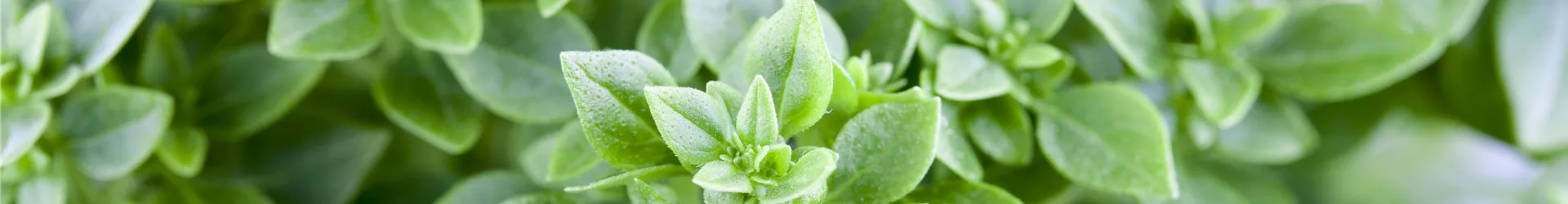 Ocimum basilicum Ocimum basilicum