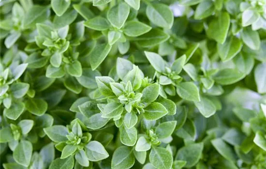 Mediterrane Kräuter Mediterrane Kräuter