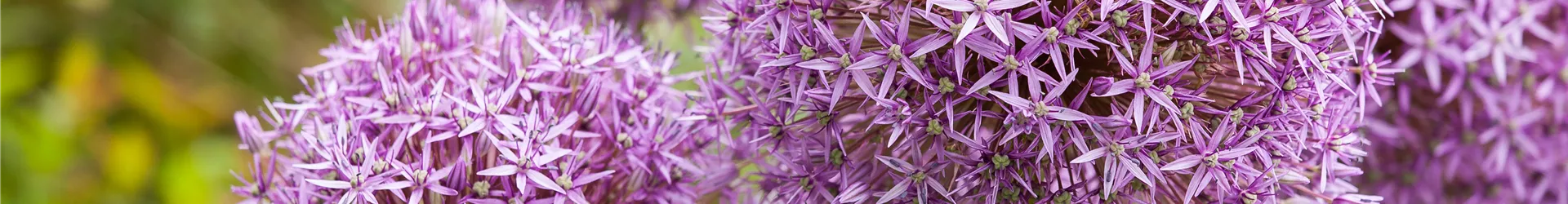 Allium 'Lucy Ball'
