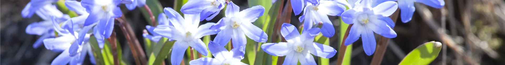 Chionodoxa forbesii 'Blue Giant' Chionodoxa forbesii 'Blue Giant'
