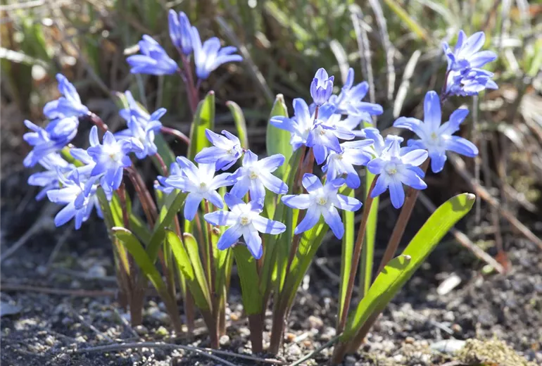 Chionodoxa forbesii 'Blue Giant' Chionodoxa forbesii 'Blue Giant'