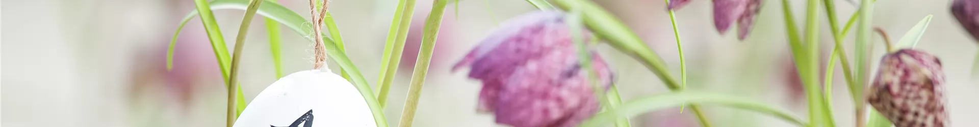 Fritillaria meleagris