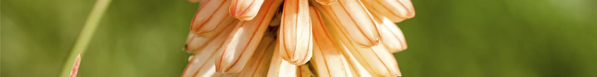 Kniphofia uvaria 'Papaya Popsicle'